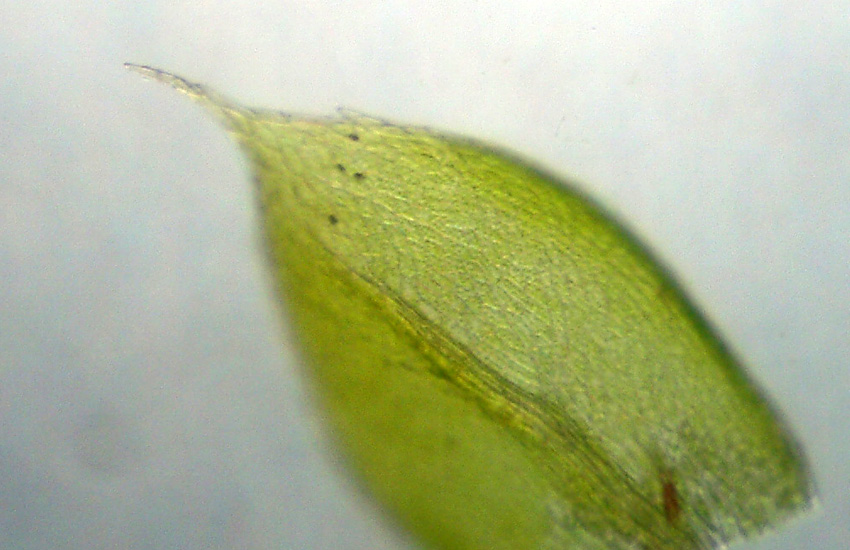 Muschi identificati con Dryades?